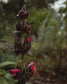 gara skincare / hydrosol spray - hummingbird sage