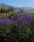 gara skincare / hydrosol spray - lavender