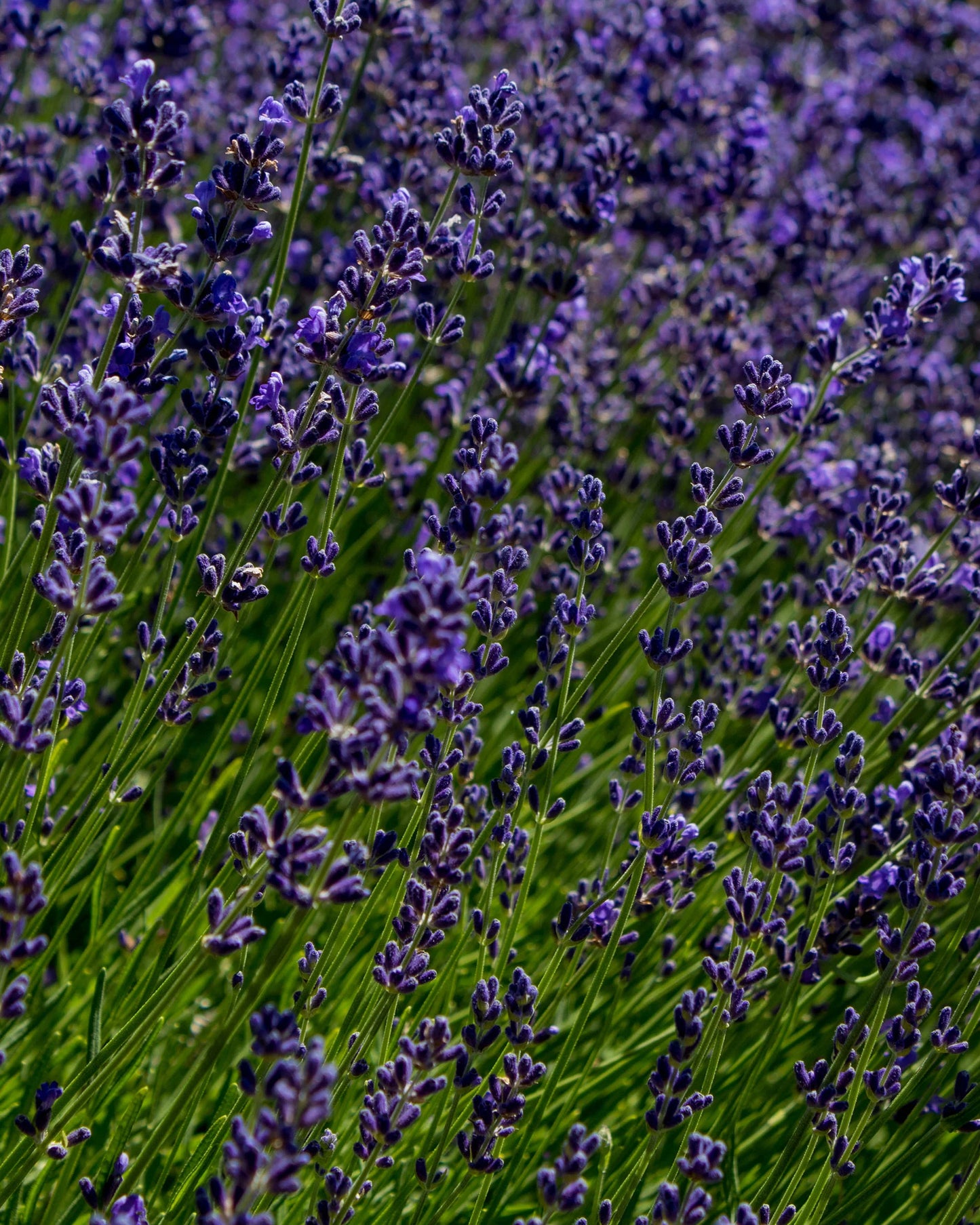 gara skincare / hydrosol spray - lavender
