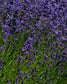 gara skincare / hydrosol spray - lavender