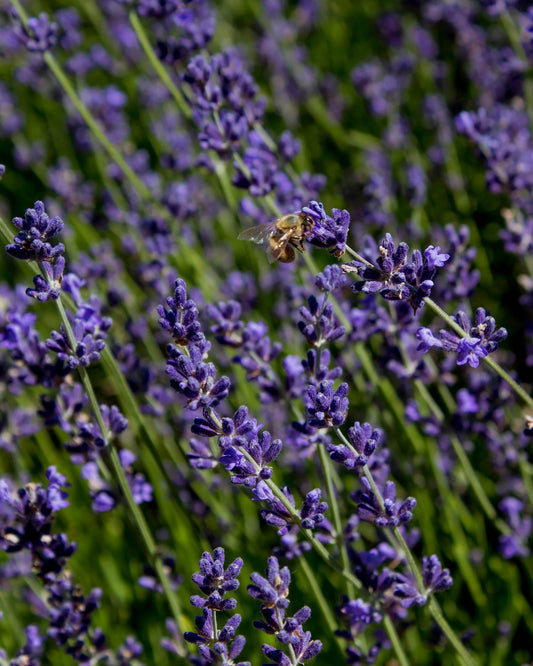 gara skincare / hydrosol spray - lavender