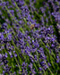 gara skincare / hydrosol spray - lavender