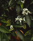 gara skincare / hydrosol spray - orange blossom