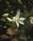 gara skincare / hydrosol spray - orange blossom