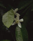 gara skincare / hydrosol spray - orange blossom