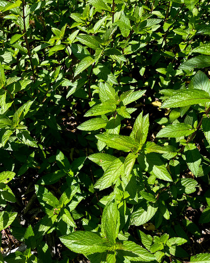 gara skincare / hydrosol spray - peppermint