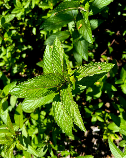 gara skincare / hydrosol spray - peppermint