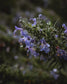 gara skincare / hydrosol spray - rosemary