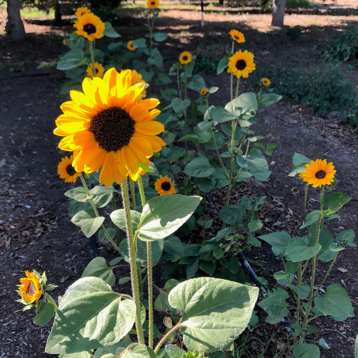 plant good seed / soroya sunflower