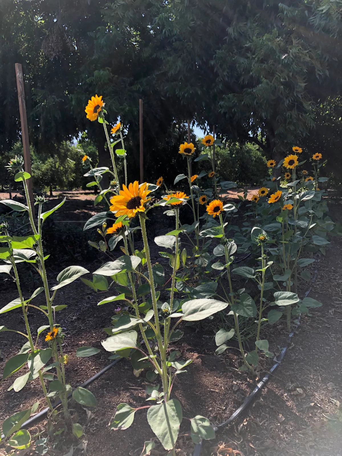 plant good seed / soroya sunflower
