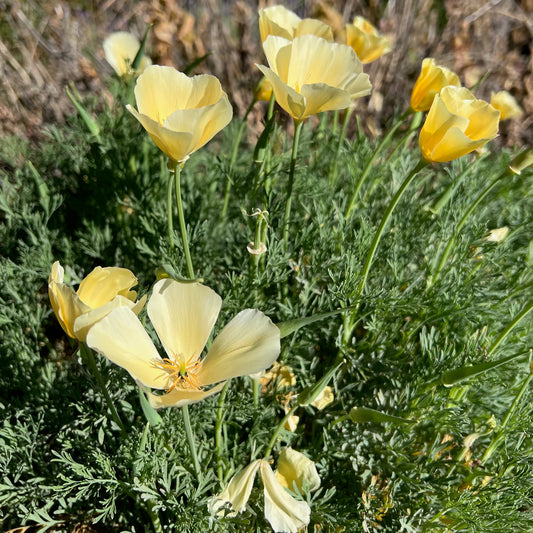 plant good seed / white linen california poppy