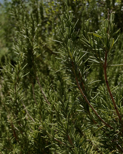 gara skincare / hydrosol spray - rosemary
