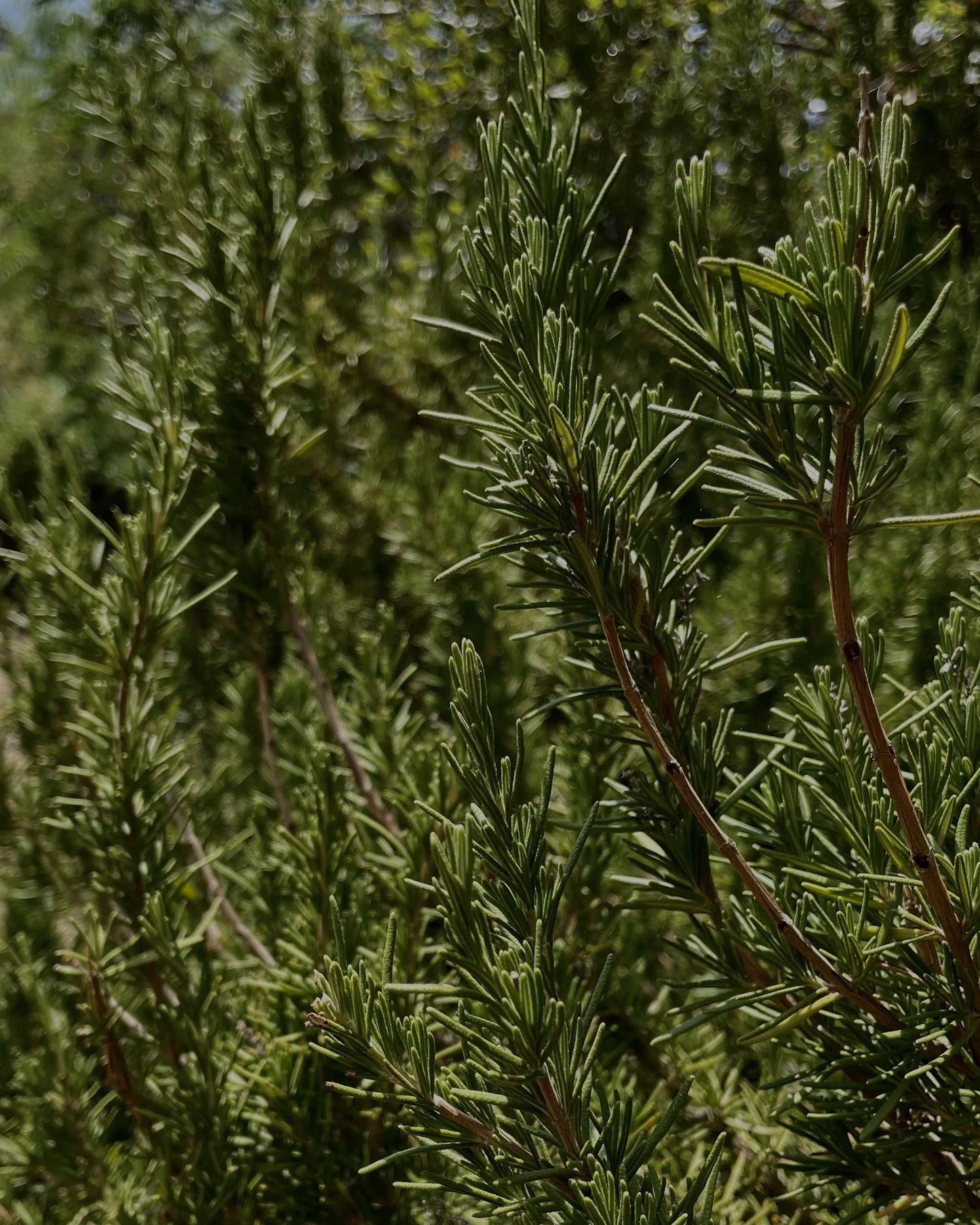 gara skincare / hydrosol spray - rosemary