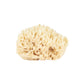 natural wool sea sponge