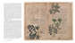 herbarium