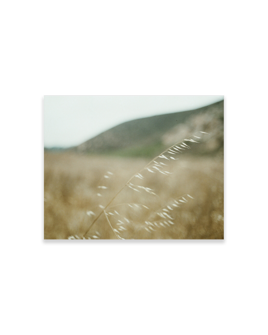 corina rose prints / winded